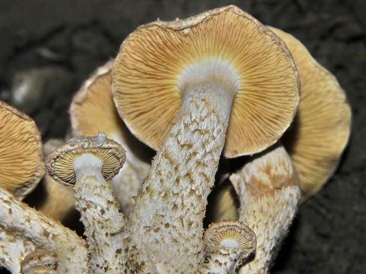 Ritrovamento particolare - Pholiota sp.